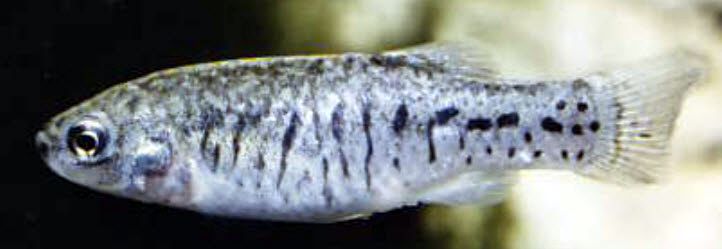 Aphanius iberus_02-hembra.jpg